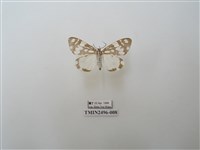 藏品(大花斑蝶燈蛾)的圖片